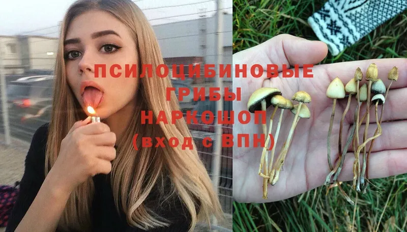 Галлюциногенные грибы Psilocybe  Жуковка 